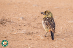 Trachyphonus darnaudii usambiro