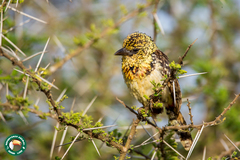 Trachyphonus darnaudii usambiro