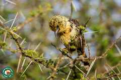 Trachyphonus darnaudii usambiro