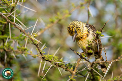 Trachyphonus darnaudii usambiro