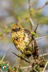 Trachyphonus darnaudii usambiro