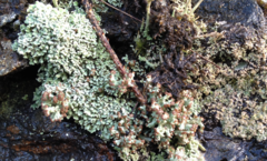 Cladonia cariosa