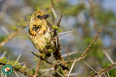 Trachyphonus darnaudii usambiro