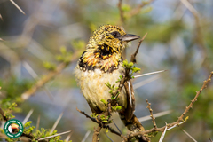 Trachyphonus darnaudii usambiro