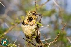 Trachyphonus darnaudii usambiro