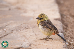 Trachyphonus darnaudii usambiro