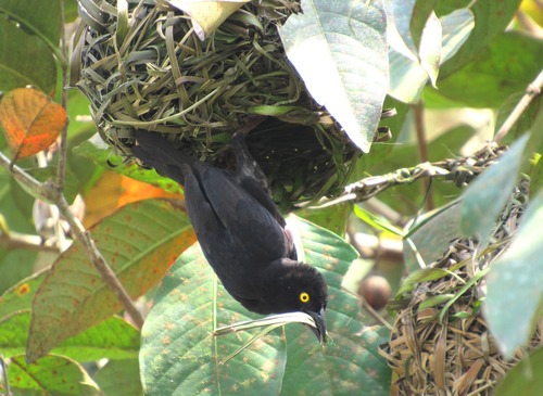 Vieillot's Black Weaver