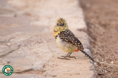 Trachyphonus darnaudii usambiro