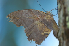 Eryphanis lycomedon