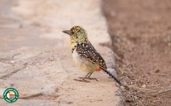 Trachyphonus darnaudii usambiro