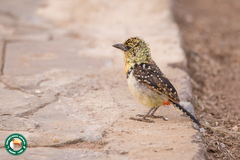 Trachyphonus darnaudii usambiro