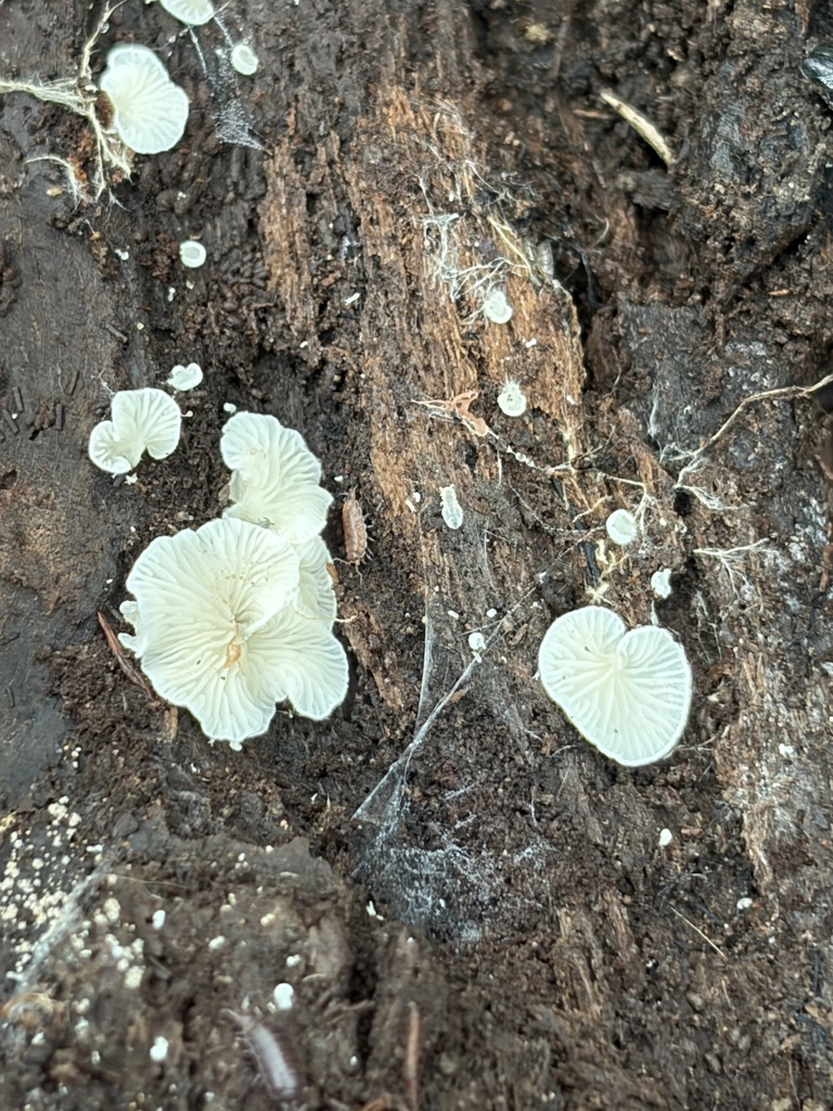 Clitopilus hobsonii · April 2026 · photo: © julietrav24 (iNaturalist, cc-by)