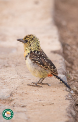 Trachyphonus darnaudii usambiro