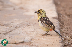 Trachyphonus darnaudii usambiro