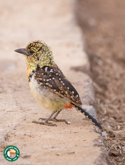 Trachyphonus darnaudii usambiro