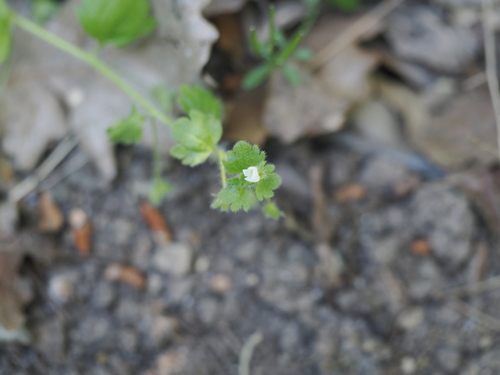 Veronica cymbalaria, photograph 5