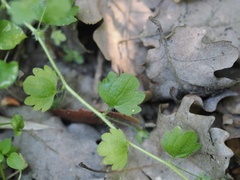 Veronica cymbalaria, photograph (c) Augustin Soulard, some rights reserved (CC BY)