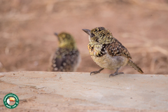 Trachyphonus darnaudii usambiro