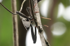 Acanthocephala alata