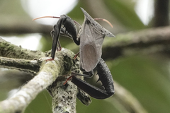 Acanthocephala alata