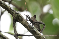 Acanthocephala alata