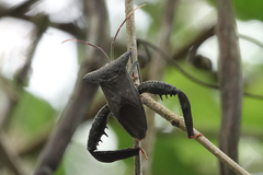 Acanthocephala alata