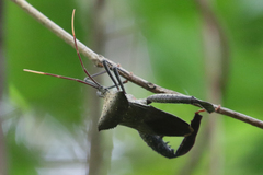 Acanthocephala alata