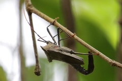 Acanthocephala alata