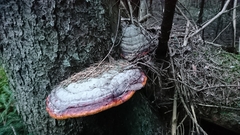 Fomitopsis pinicola