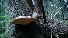 Fomitopsis pinicola