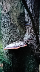 Fomitopsis pinicola