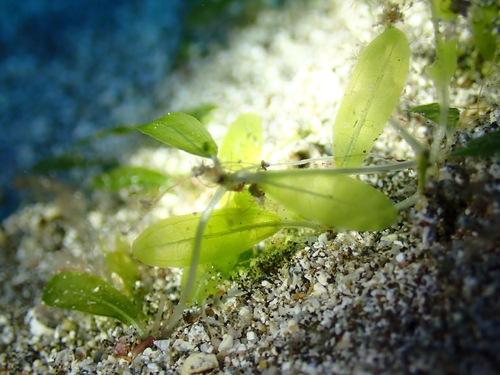 Caribbean seagrass (Halophila decipiens)