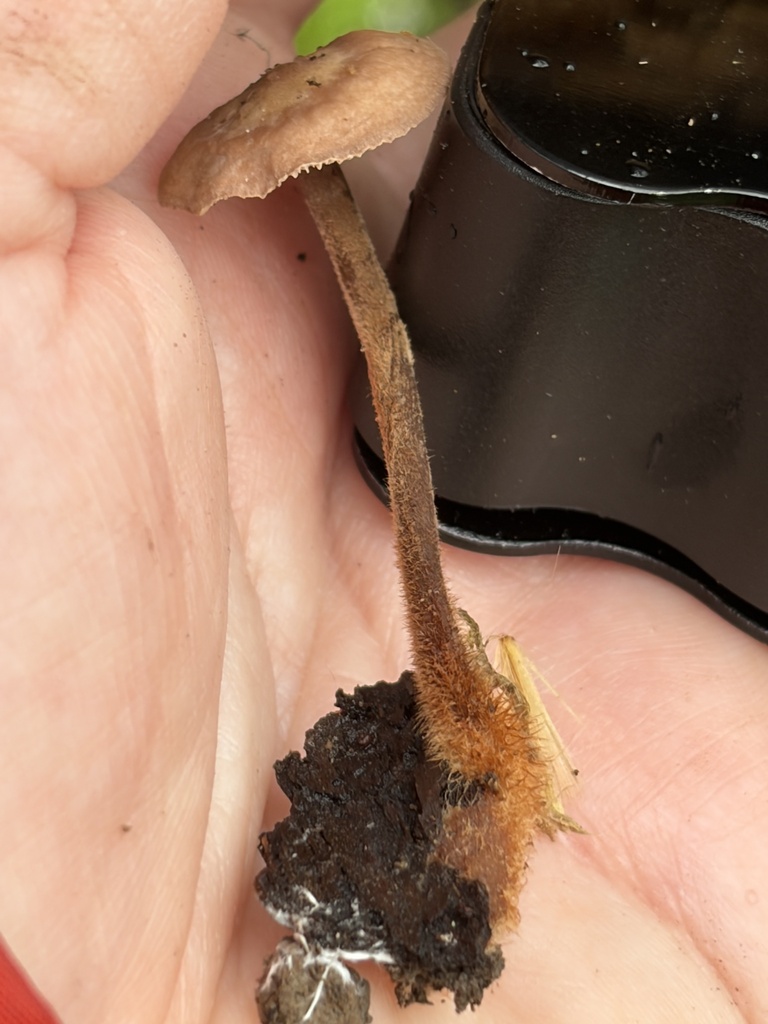 Gymnopus spongiosus