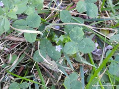 Hesperocodon hederaceus