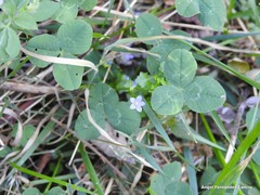 Hesperocodon hederaceus