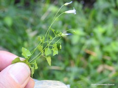 Hesperocodon hederaceus