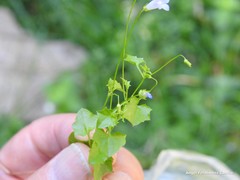 Hesperocodon hederaceus