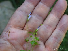 Hesperocodon hederaceus