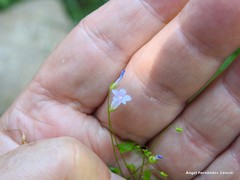 Hesperocodon hederaceus