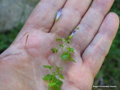 Hesperocodon hederaceus