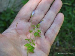 Hesperocodon hederaceus