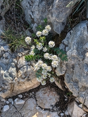 Iberis saxatilis, photograph (c) Denis Bastianelli, some rights reserved (CC BY)