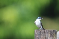 Tachycineta albiventer