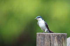 Tachycineta albiventer