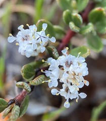 Ceanothus roderickii