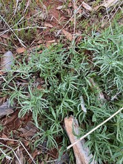 Calystegia stebbinsii