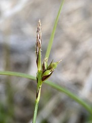 Carex xerophila