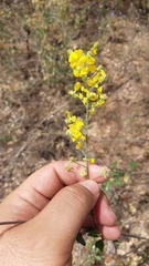 Echinopterys eglandulosa