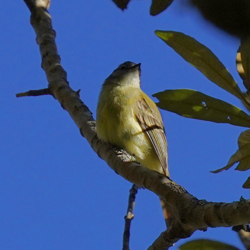 Planalto Tyrannulet (Phyllomyias fasciatus), photo 3