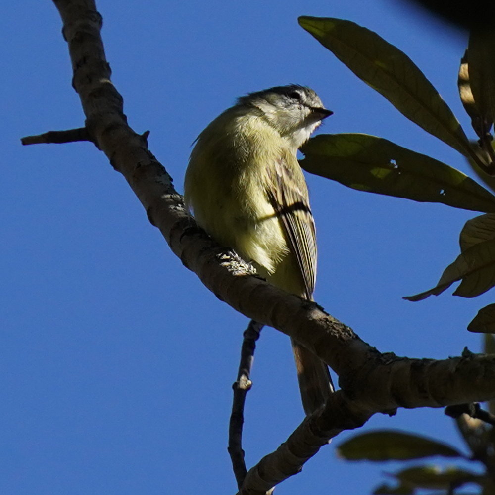 Planalto Tyrannulet (Phyllomyias fasciatus), photo 2